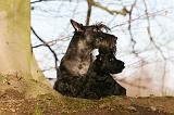 SCOTTISH TERRIER 085